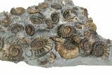 Fossil Ammonite (Promicroceras) Cluster - Marston Magna, England #351035-2